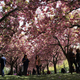 The Brooklyn Botanical Garden has been open for a few weeks. We encourage you to take a walk outside as summer winds down.